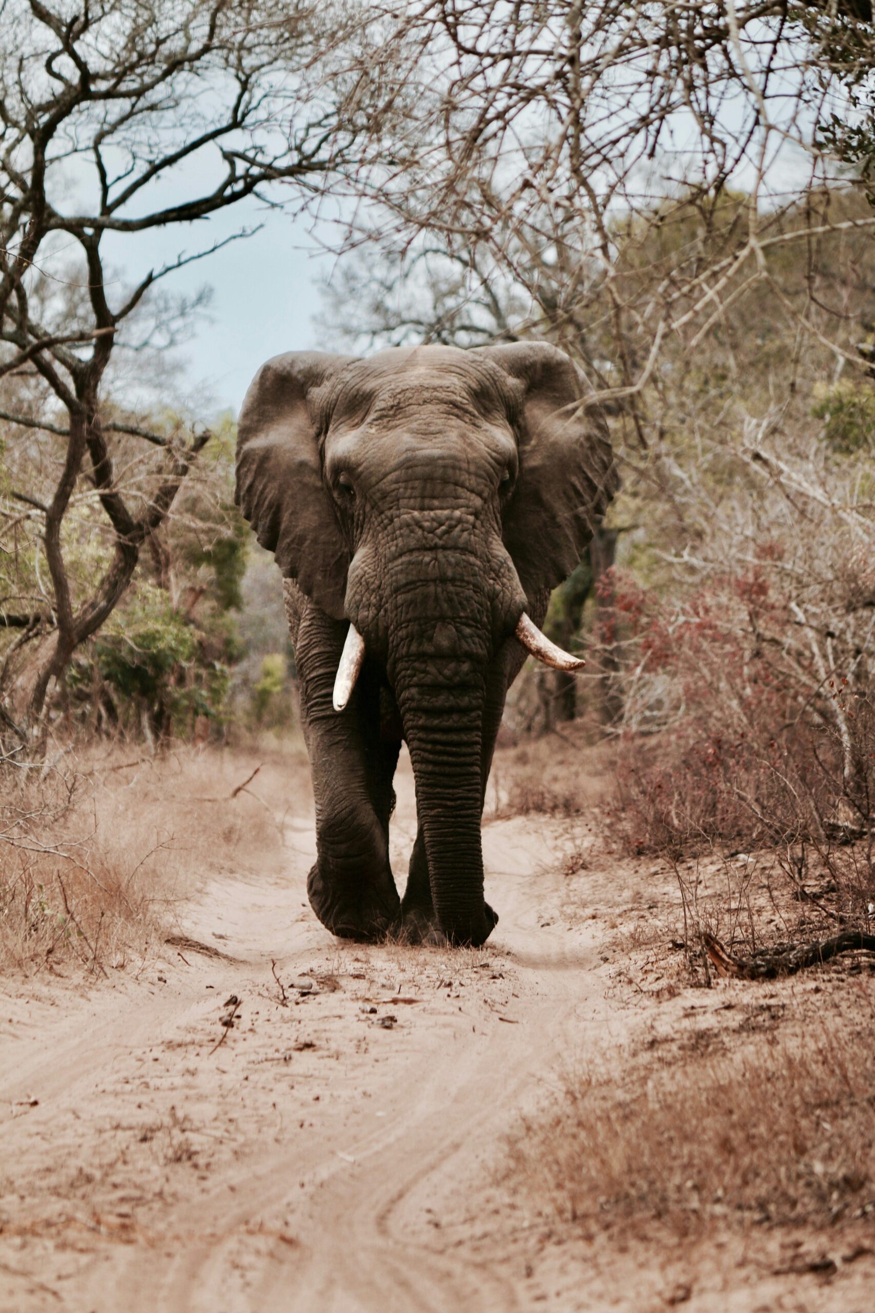 Elephant in South Africa by Will Shirley